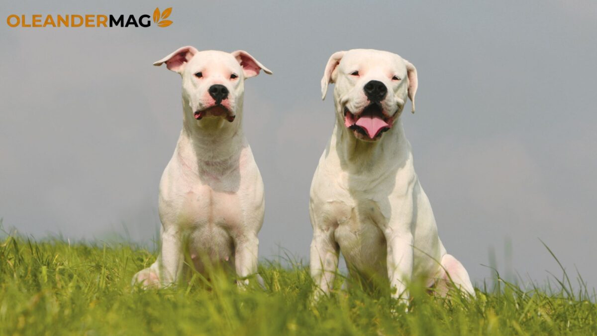 dogo argentino dogo argentino
